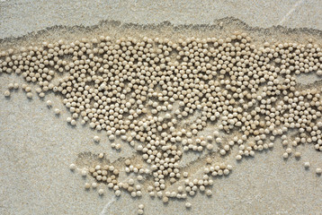 Fototapeta na wymiar Sand Bubbler Crab balls on the beach, Byron Bay Australia