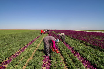 Konya, Turkey-April 17 2019: Women workers in tulip fields, tulip farm