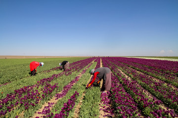 Konya, Turkey-April 17 2019: Women workers in tulip fields, tulip farm