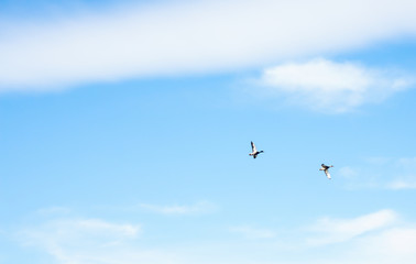 Silhouettes of migratory ducks flying in the blue sky.