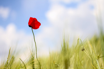 red poppy in field