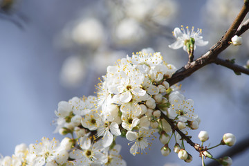 flowers of apricot tree in spring