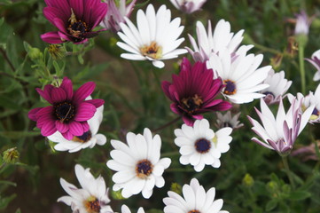 Fototapeta na wymiar flores violetas e brancas no jardim