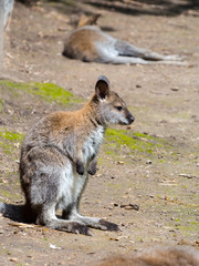 Red-necked wallaby or Bennett s wallaby baby