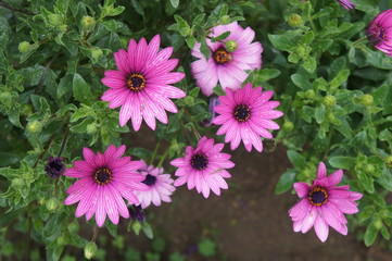 flores cor de rosa no jardim