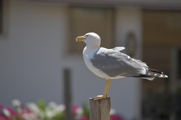 seagull on post