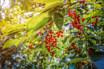 Cherries hanging on a tree branch.
