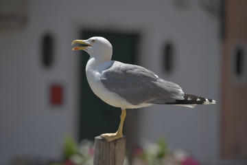 seagull on blue sky background