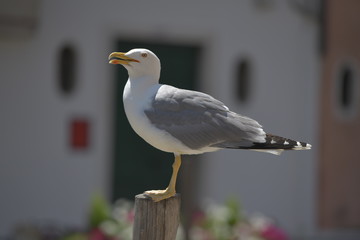 seagull on post