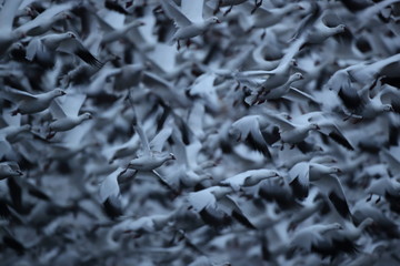 Snow geese  Bosque Del Apache National Wildlife Refuge, New Mexico USA