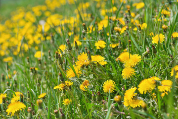 Obraz premium Green field of yellow dandelions. Nature background. Spring concept. Selective focus