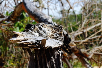 woodpecker on a tree