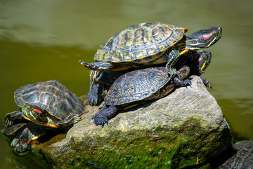Obraz premium turtles on rock in lake on a sunny day