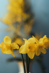 Fototapeta premium Bouquet of yellow daffodils and a branch of mimosa on a blurred background