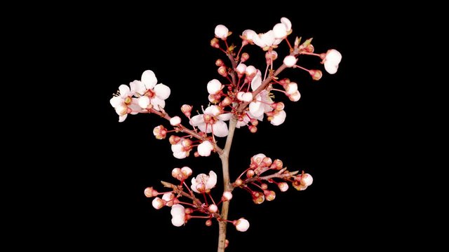 White Flowers Blossoms on the Branches of Cherry Tree. Dark Background. Timelapse.4K.