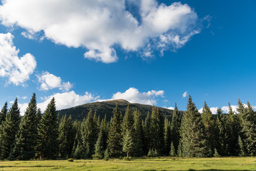 Obraz premium Beautiful blue sky and fluffy white clouds above an alpine meadow, a spruce and fir forest and a mountain peak