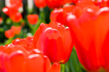 red flowers Tulip