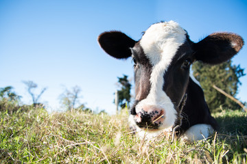 young calf sited at sun © QuantumVisions