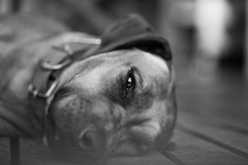 black and white dog portrait