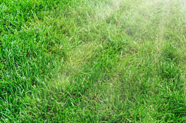 background of bright green grass