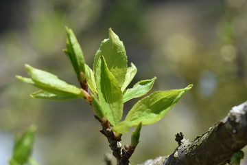 花の芽吹きと新葉