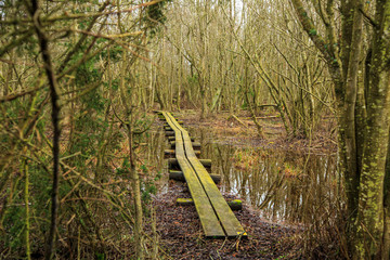 Fototapeta premium Wooden planks in footpath in nature reserve