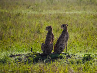 Cheetah mom with cub sitting up and watching the sourroundings of the savannah of the Serengeti Nationalpark