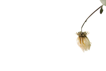 White dried flower on a white background