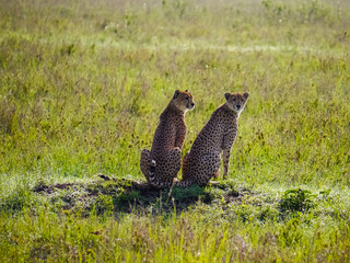Cheetah mom with cub sitting up and watching into the camera in the Serengeti Nationalpark