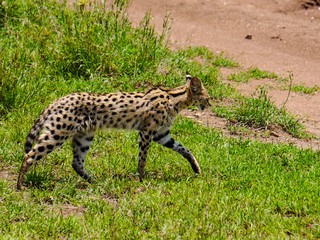 The serval (Leptailurus serval) right before it crosses the street through the savannah of the Serengeti Nationalpark