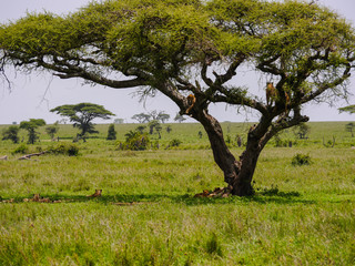 Huge pride of lions (Panthera leo) relaxing in and under a acacia tree, cubs try climbing or...