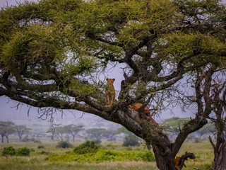 Lioness (Panthera leo) standing on a branch of an acacia tree, others are relaxing in the shadows