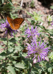 queen butterfly and wild bergamot