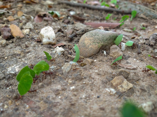 Work line. Ant line