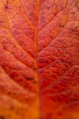 Closeup of a red leaf of a tree. Macro