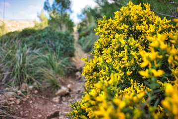 beautiful yellow flowers in the mountain in the middle of the nature