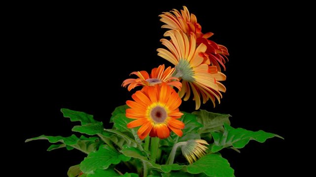 Time Lapse of Growing and Opening Orange Gerbera Flower. Black Background. 4K.