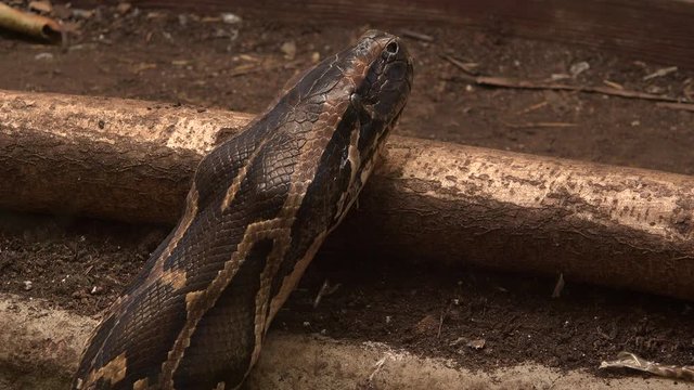 Large snake python close up of head UK 4K