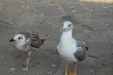 two seagulls on the beach