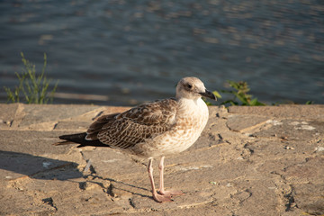 black headed gull