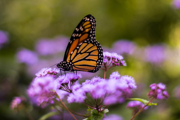 butterfly on flower
