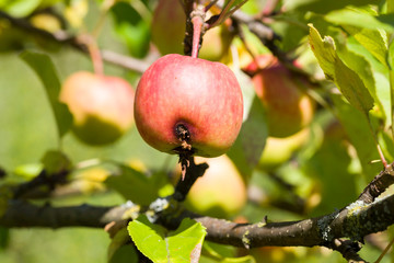 worm apple