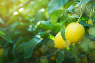 Fresh lemon on the branch