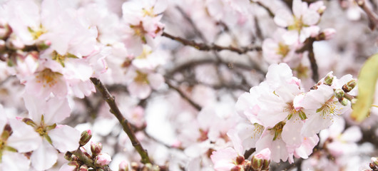 Spring background with almond blossom