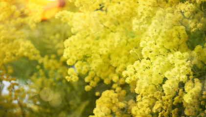 Spring background with Mimosa Blossom