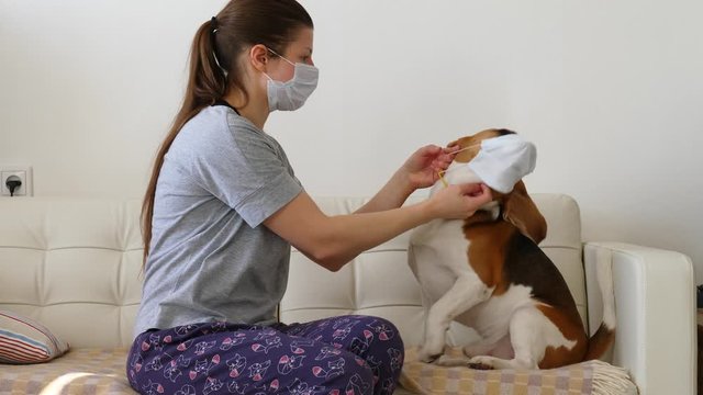 Playful dog do not want to wear face mask, owner woman try to put mask on beagle nose but pet turn head left and right. Funny scene during home quarantine