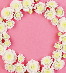 white chamomile flowers on a pink pastel background top view.
