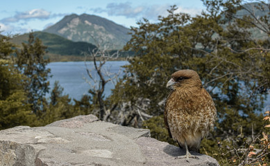 bird sitting in a stone with a great background