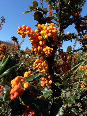 gelbe Blüten von Darwins Berberitze (Berberis darwinii)