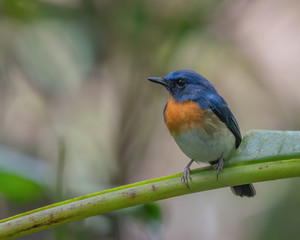 Indochinese Blue Flycatcher (Cyornis sumatrensis) perching on a tree branch
